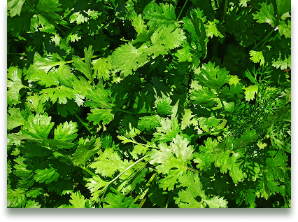 cilantro