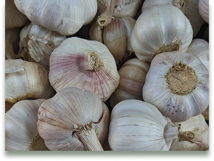 garlic