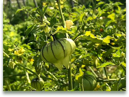 tomatillos