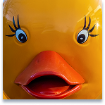 Closeup of the silly face of a duck paddle boat